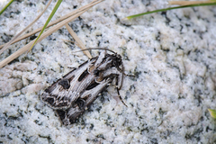 Fagerjordfly (Agrotis vestigialis)