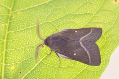 Kløverspinner (Lasiocampa trifolii)