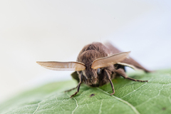 Kløverspinner (Lasiocampa trifolii)