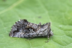 Skogmetallfly (Syngrapha interrogationis)