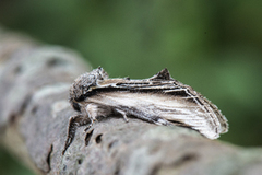 Seljetannspinner (Pheosia tremula)