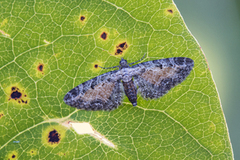 Rustdvergmåler (Eupithecia icterata)