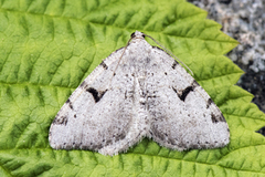 Ripsbuemåler (Macaria wauaria)