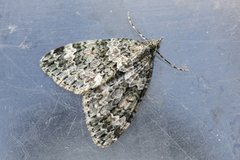 Lys irrmåler (Chloroclysta miata)