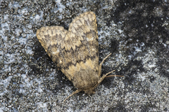 Tempelfly (Dasypolia templi)