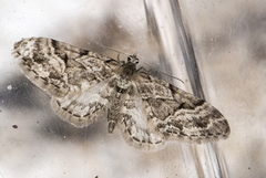 Spissvingedvergmåler (Eupithecia lanceata)