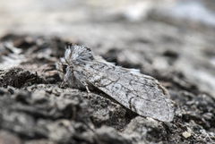 Vårhalvspinner (Achlya flavicornis)