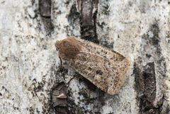 Variabelt flatfly (Conistra vaccinii)