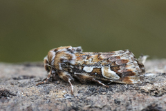 Furufly (Panolis flammea)