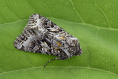 Gulflekkfly (Hada plebeja)