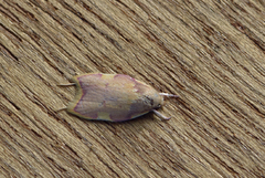 Eikemøll (Carcina quercana)