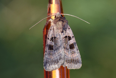 Fiolettbrunt bakkefly (Xestia stigmatica)