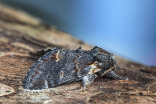 Dromedartannspinner (Notodonta dromedarius)