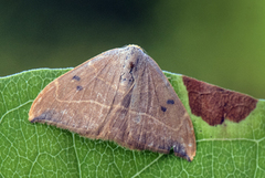 Eikesigdvinge (Watsonalla binaria)