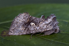 Skogmetallfly (Syngrapha interrogationis)