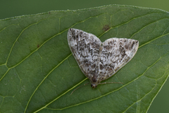 Bueskogmåler (Dysstroma truncata)