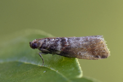 Rognesmalmott (Acrobasis advenella)