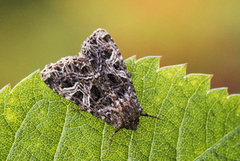 Fiolett nellikfly (Sideridis rivularis)