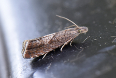 Burotvikler (Dichrorampha simpliciana)