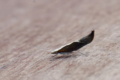 Leddvedsprellemøll (Ypsolopha dentella)