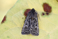 Hvitribbet åkerfly (Tholera decimalis)