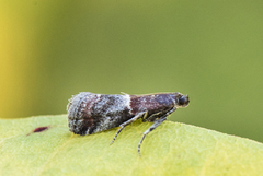 Slåpetornsmalmott (Acrobasis marmorea)