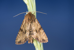 Gulbrunt engfly (Apamea sublustris)