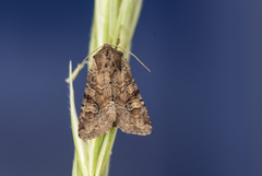 Åkerengfly (Apamea sordens)