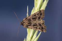 Nettnellikfly (Sideridis reticulata)