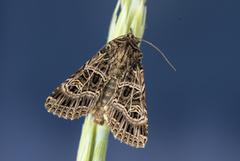 Nettnellikfly (Sideridis reticulata)