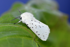 Punkttigerspinner (Spilosoma lubricipeda)