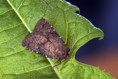 Skyggefly (Rusina ferruginea)