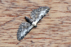 Burotdvergmåler (Eupithecia succenturiata)