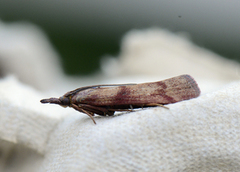 Bakkesmalmott (Hypochalcia ahenella)