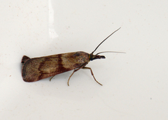 Bakkesmalmott (Hypochalcia ahenella)