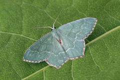 Krattbladmåler (Hemithea aestivaria)