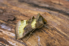 Større båndmetallfly (Diachrysia chrysitis)