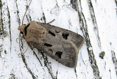 Åkerjordfly (Agrotis exclamationis)