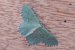Randbladmåler (Thalera fimbrialis)