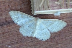 Krattengmåler (Idaea deversaria)