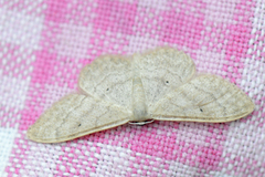 Krattengmåler (Idaea deversaria)