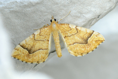 Gul bærmåler (Eulithis mellinata)