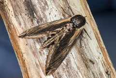 Ligustersvermer (Sphinx ligustri)