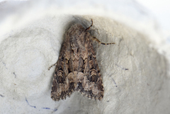 Blekt stengelfly (Luperina testacea)