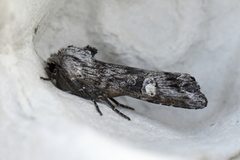 Skogkvistfly (Xylena solidaginis)