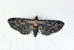 Rustdvergmåler (Eupithecia icterata)