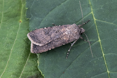 Gråpudret jordfly (Agrotis segetum)