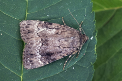 Rødt pyramidefly (Amphipyra pyramidea)