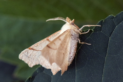 Eikeflikmåler (Ennomos erosaria)