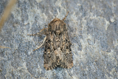 Blekt stengelfly (Luperina testacea)